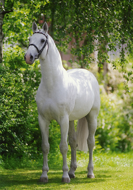 Holstein Horse